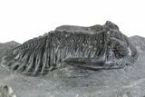 Prone Hollardops Trilobite Fossil - Ofaten, Morocco #381261-3